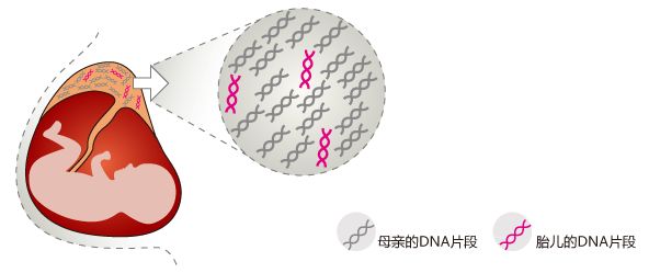 懷孕60天抽血查染色體看性別準嗎？